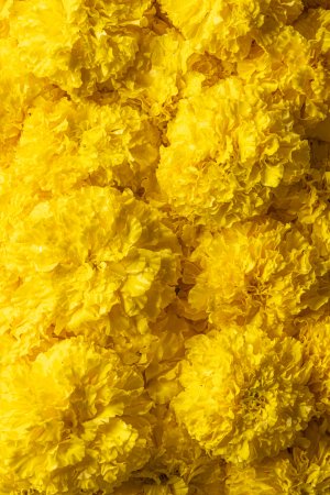 Marigold Extract Capsules (30 Tabs)