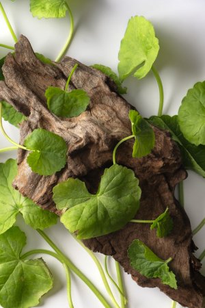 Centella Extract Capsules (30 Tabs)